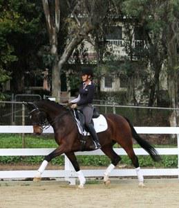 Oldenburg gelding for sale