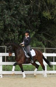 dressage horse trained to none