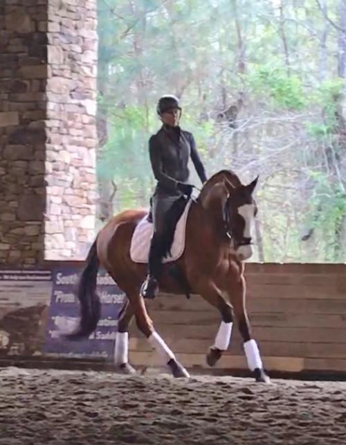 dressage horse trained to grand prix