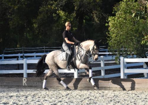 Andalusian gelding for sale