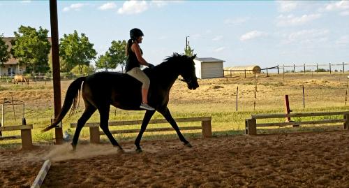 dressage horse for sale in Texas United States 