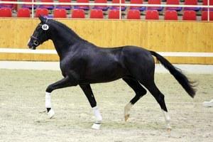 dressage horse for sale in Germany 
