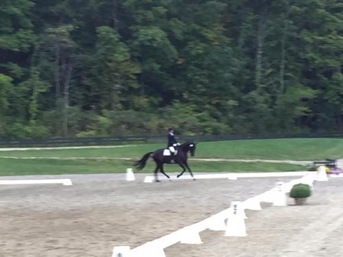 dressage horse for sale in New Jersey United States 