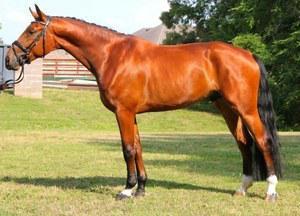 dressage horse trained to first level