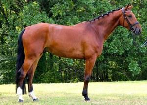 dressage horse for sale in Tennessee United States 