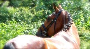 Hanoverian gelding