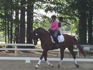 Oldenburg gelding for sale