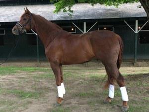 dressage horse trained to second level