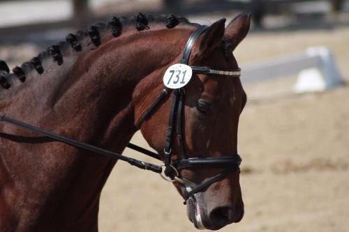 dressage horse trained to third level