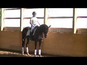 dressage horse trained to training level