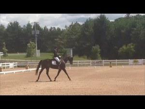 dressage horse for sale in Florida United States 