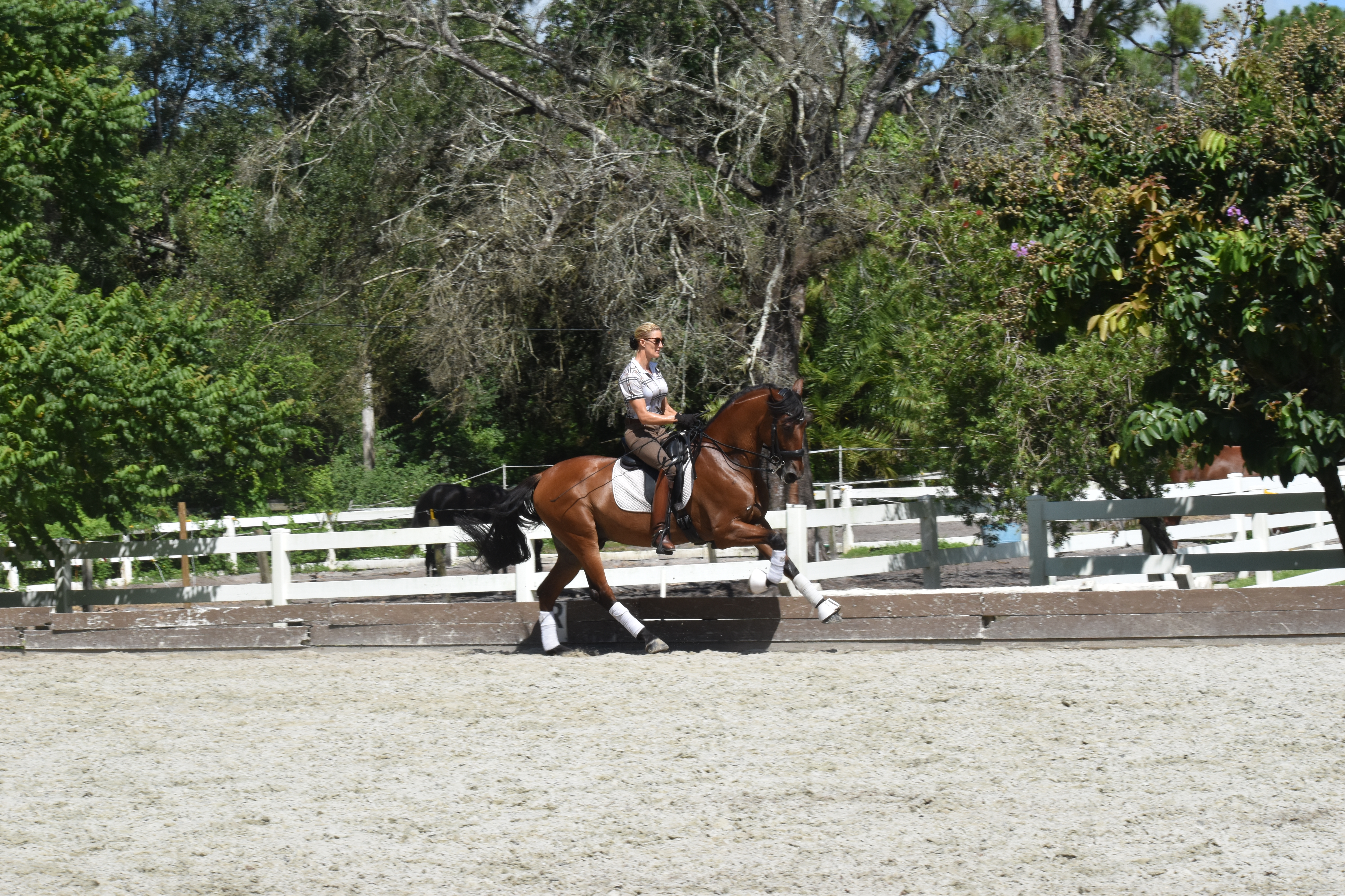dressage horse for sale in Florida United States 
