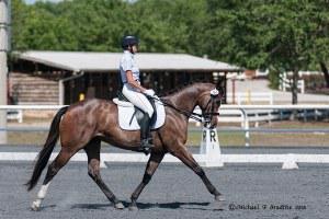 Quarter Horse mare for sale