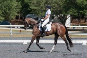 dressage horse trained to third level