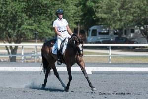 dressage horse for sale in Texas United States 