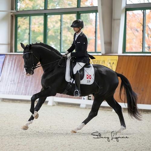 GOV, approved AHS, ARS, GOV, & Westfalen stallion