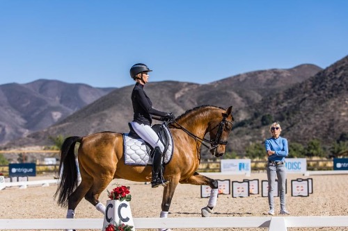 dressage horse for sale in California United States 