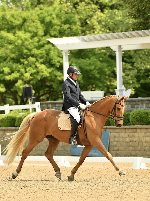 Palomino horse