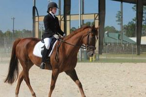 dressage horse trained to first level