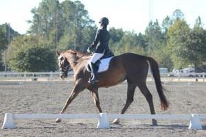 dressage horse for sale in Florida United States 