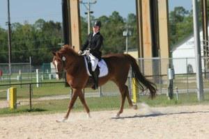 American Quarter Horse Association gelding