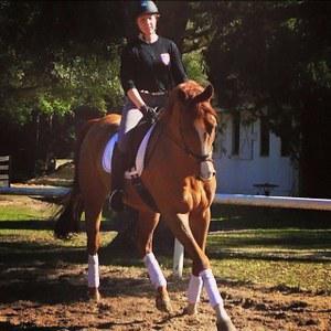 Chestnut gelding