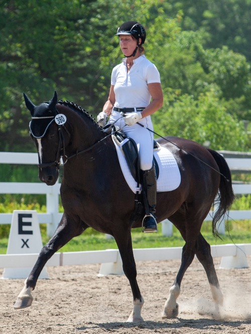dressage horse for sale in Massachusetts United States 