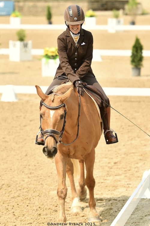 Other gelding for sale