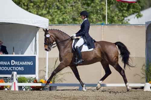 dressage horse trained to intermediate 2