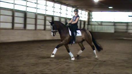 dressage horse trained to first level