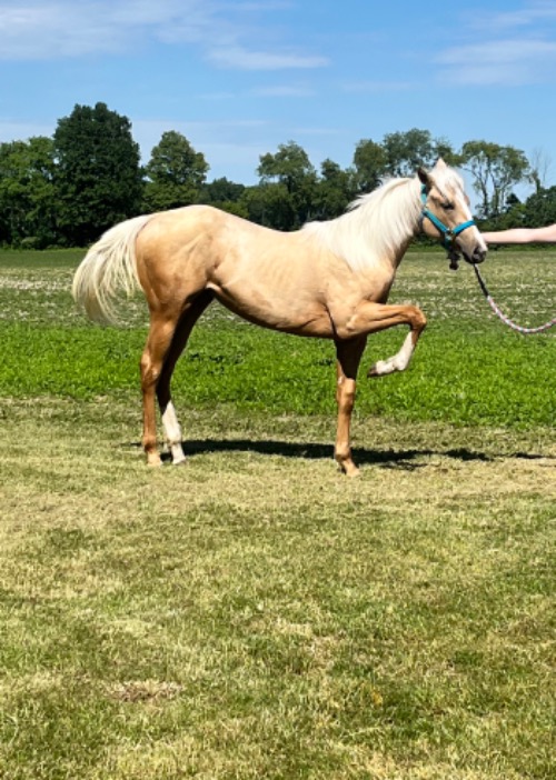 dressage horse for sale in Ohio United States 
