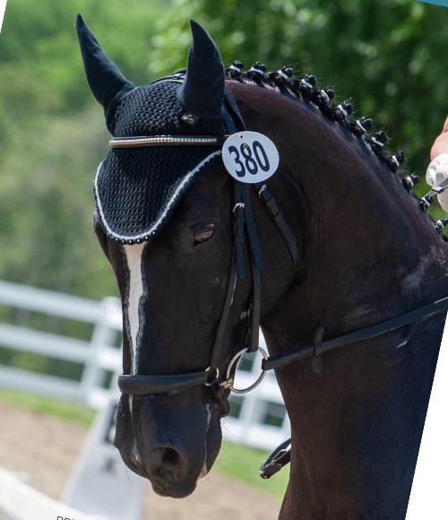 dressage horse trained to fourth level