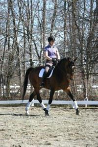 American Warmblood gelding for sale