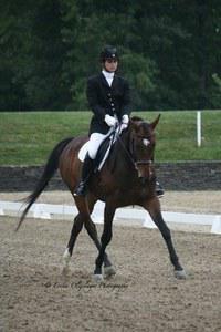 dressage horse trained to second level