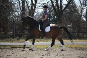 dressage horse for sale in New Jersey United States 