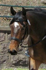 American Warmblood Society gelding