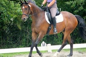 Brown gelding