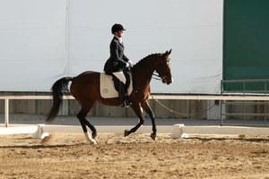 dressage horse trained to third level