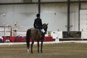 dressage horse for sale in Alberta Canada 