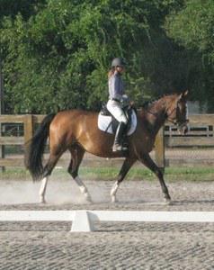 dressage horse trained to training level