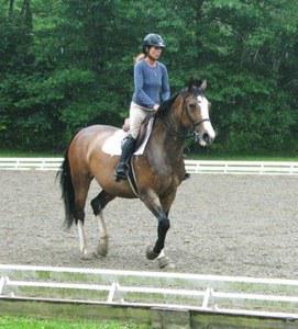 dressage horse for sale in United States 