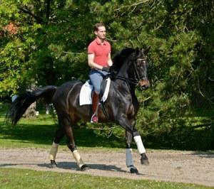 dressage horse trained to prix st george level