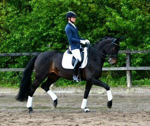 dressage horse for sale in Germany 