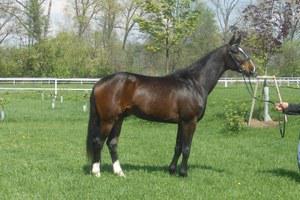 dressage horse trained to none