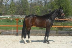 dressage horse for sale in Czech Republic 