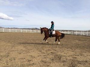 dressage horse trained to third level