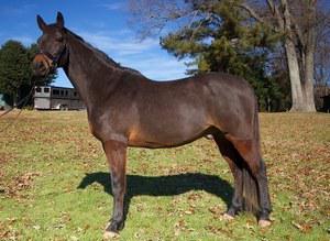 dressage horse for sale in United States 