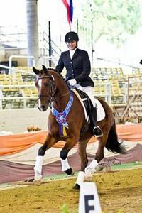 Dutch Warmblood gelding for sale