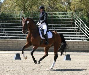 dressage horse trained to intermediate 1