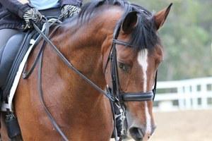 dressage horse for sale in California United States 